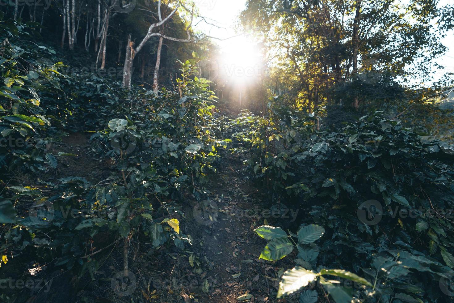 plantación de café y café arábica día de la cosecha foto