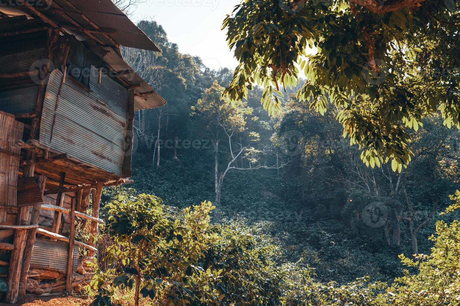 plantación de café y café arábica día de la cosecha foto