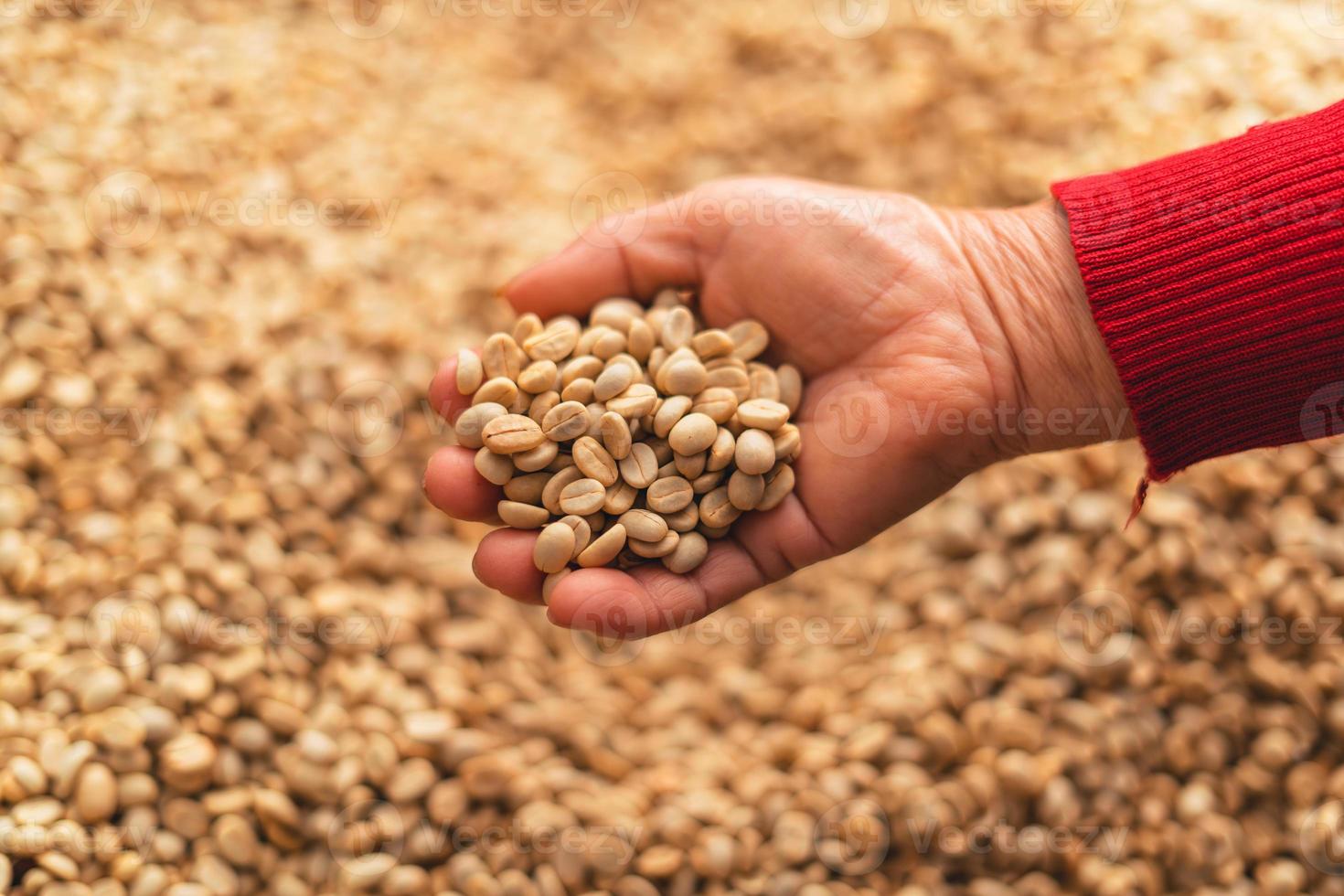 Coffee beans are dried in the greenhouse. photo