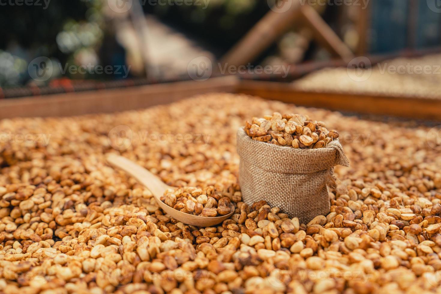 Coffee beans are dried in the greenhouse. photo