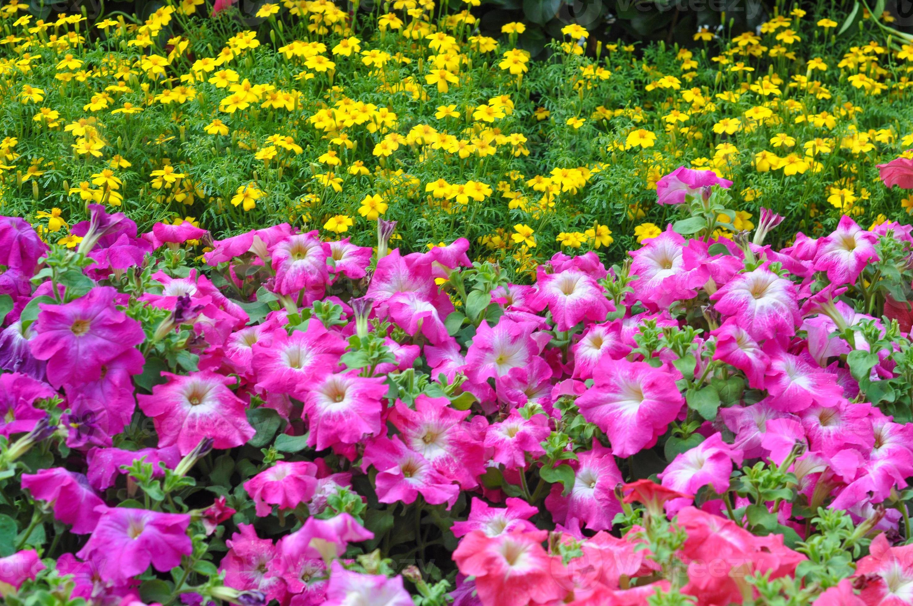 Pink Petunia flower 5388721 Stock Photo at Vecteezy