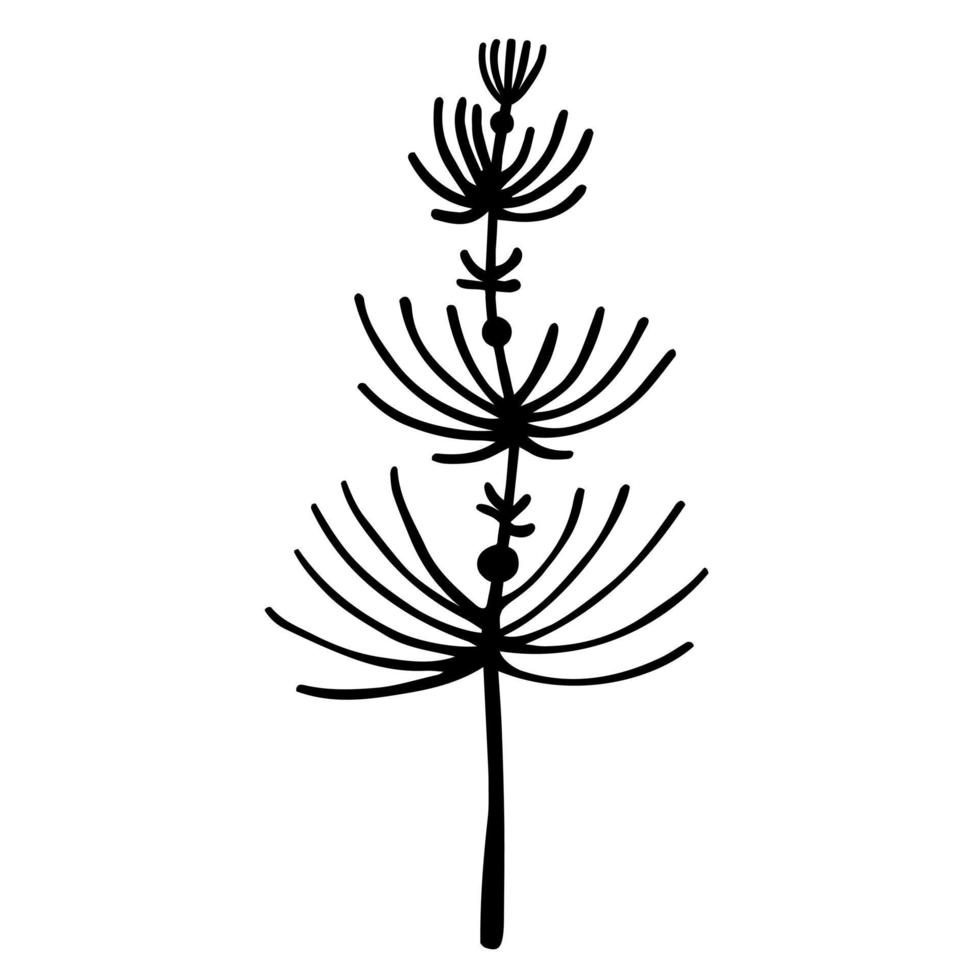 Field herb silhouette vector icon. Hand drawn doodle isolated on white background. Horsetail botanical sketch. The outline of a medicinal plant. Twig with long thin leaves monochrome.