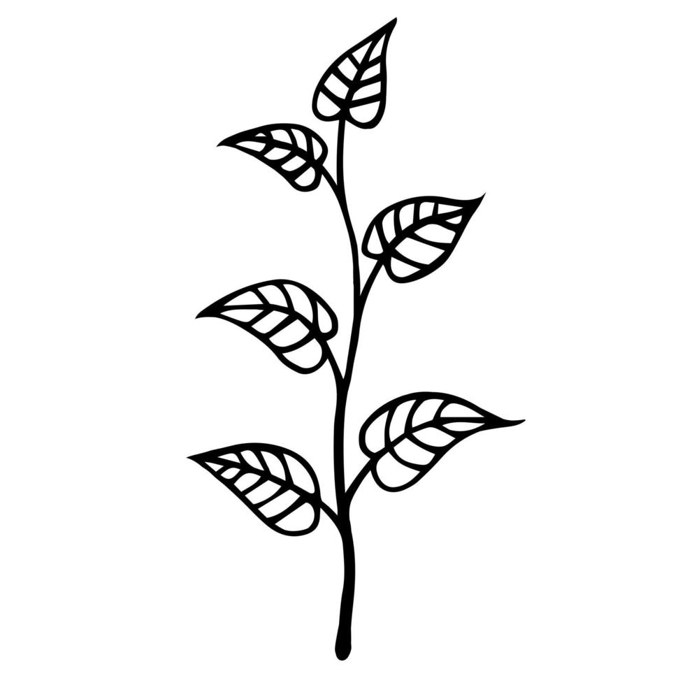 rama con icono de vector de hojas. garabato dibujado a mano aislado sobre fondo blanco. una planta con una ramita delgada y grandes hojas nervadas. boceto botánico. concepto monocromo para decoración y diseño.