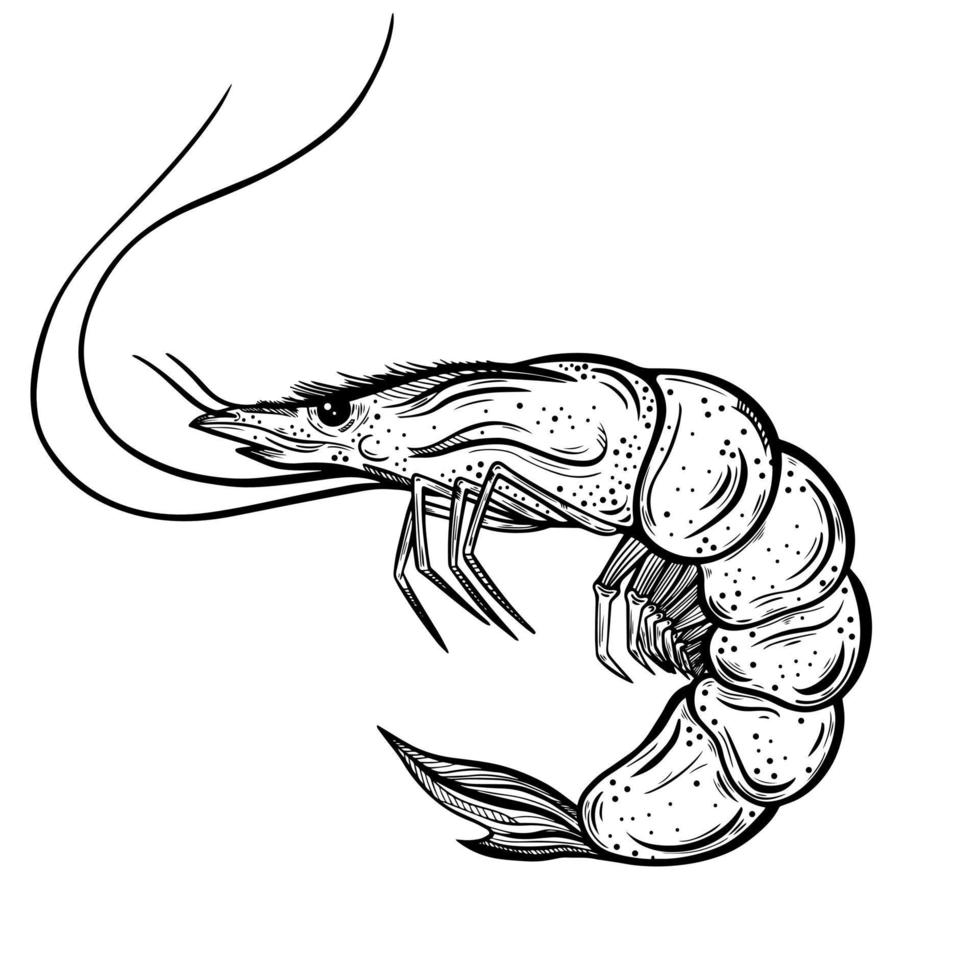 Fresh shrimp vector icon. Hand-drawn illustration isolated on white background. Crustacean sketch. Sea animal in the shell. Imitation of engraving, ink outline. Concept for a restaurant, shop, market.