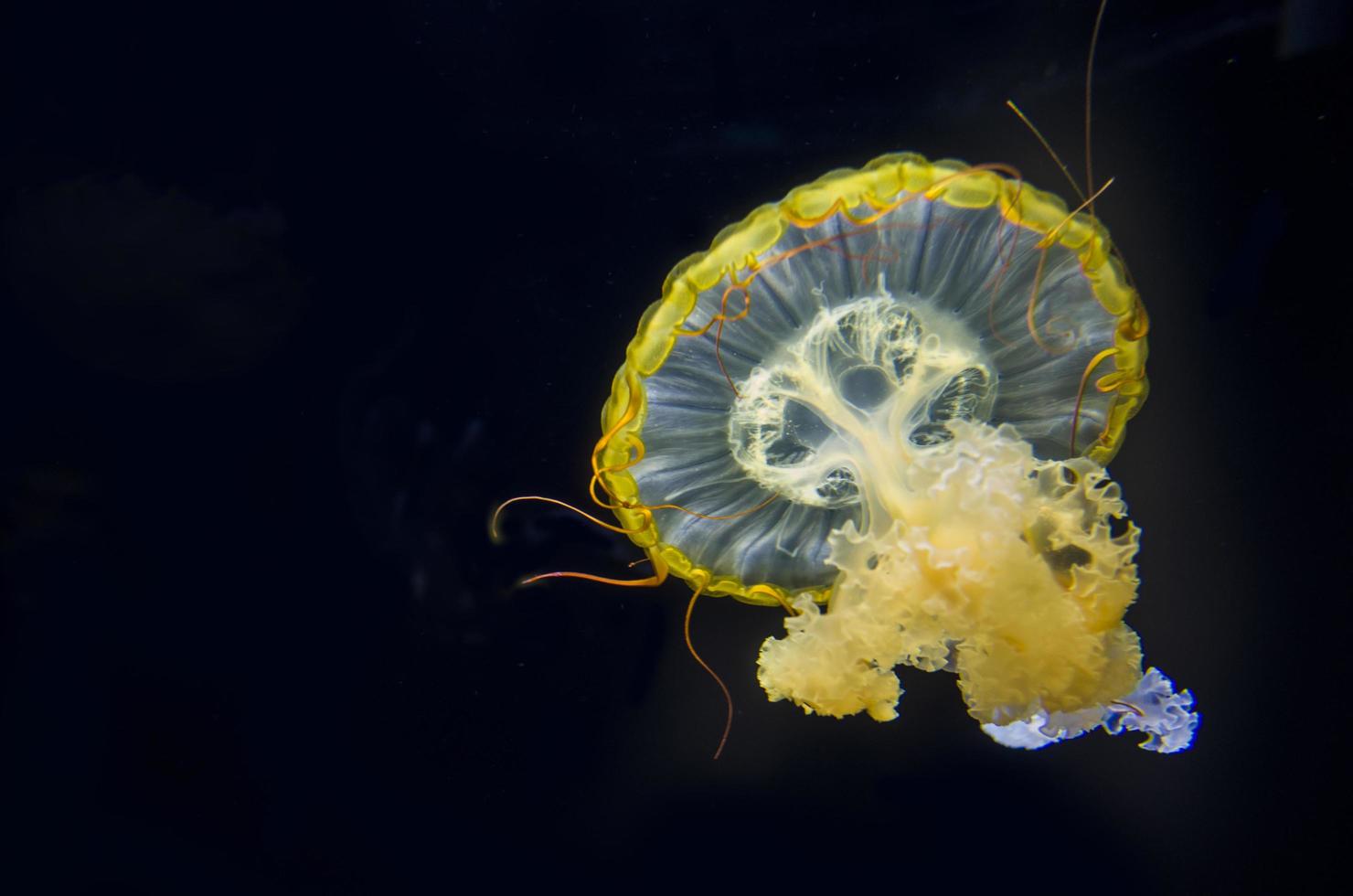 jelly fish underwater photo