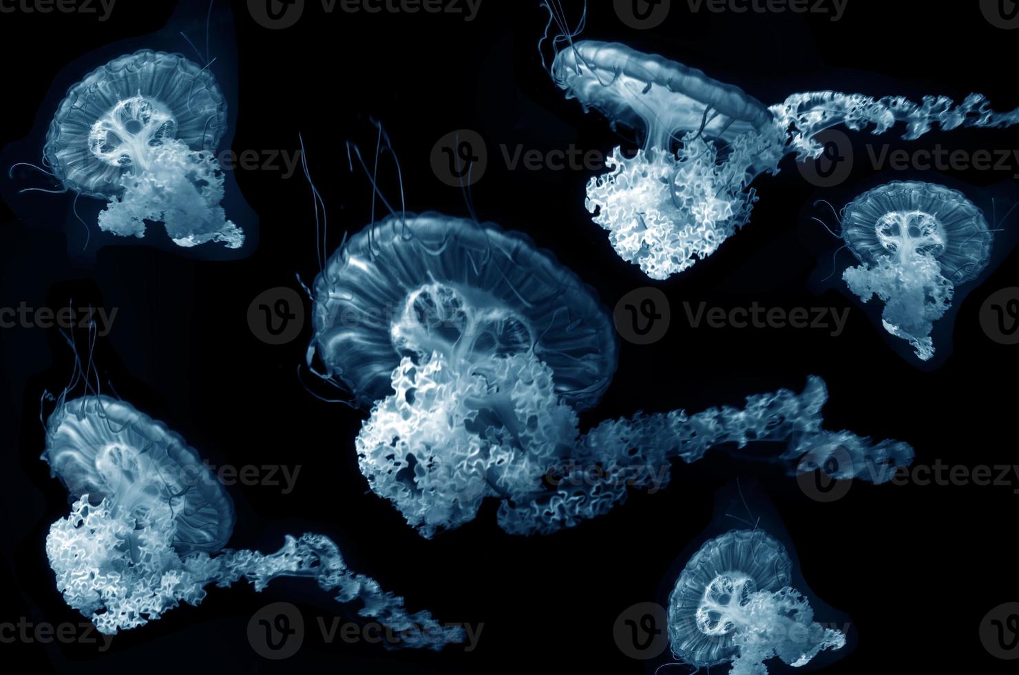 jelly fish underwater photo