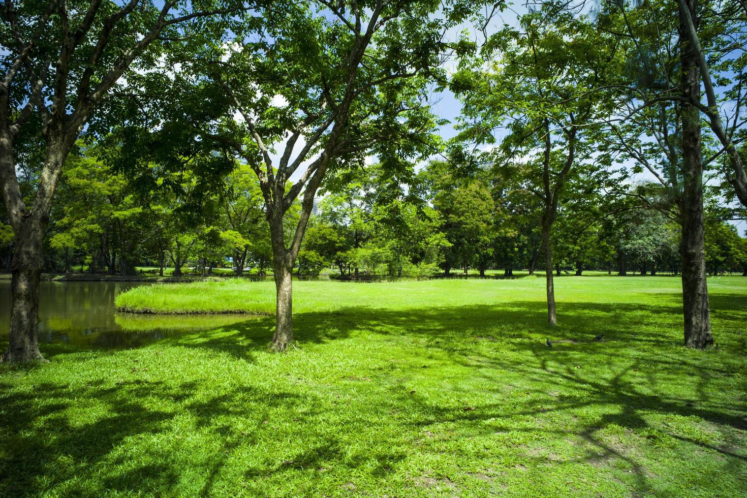 hermosa hierba verde en el parque foto