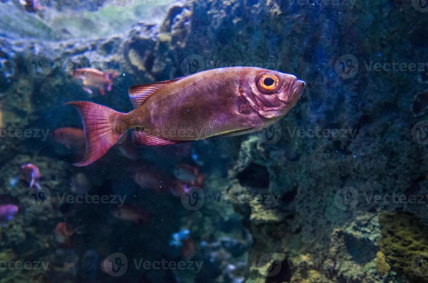 under water background photo