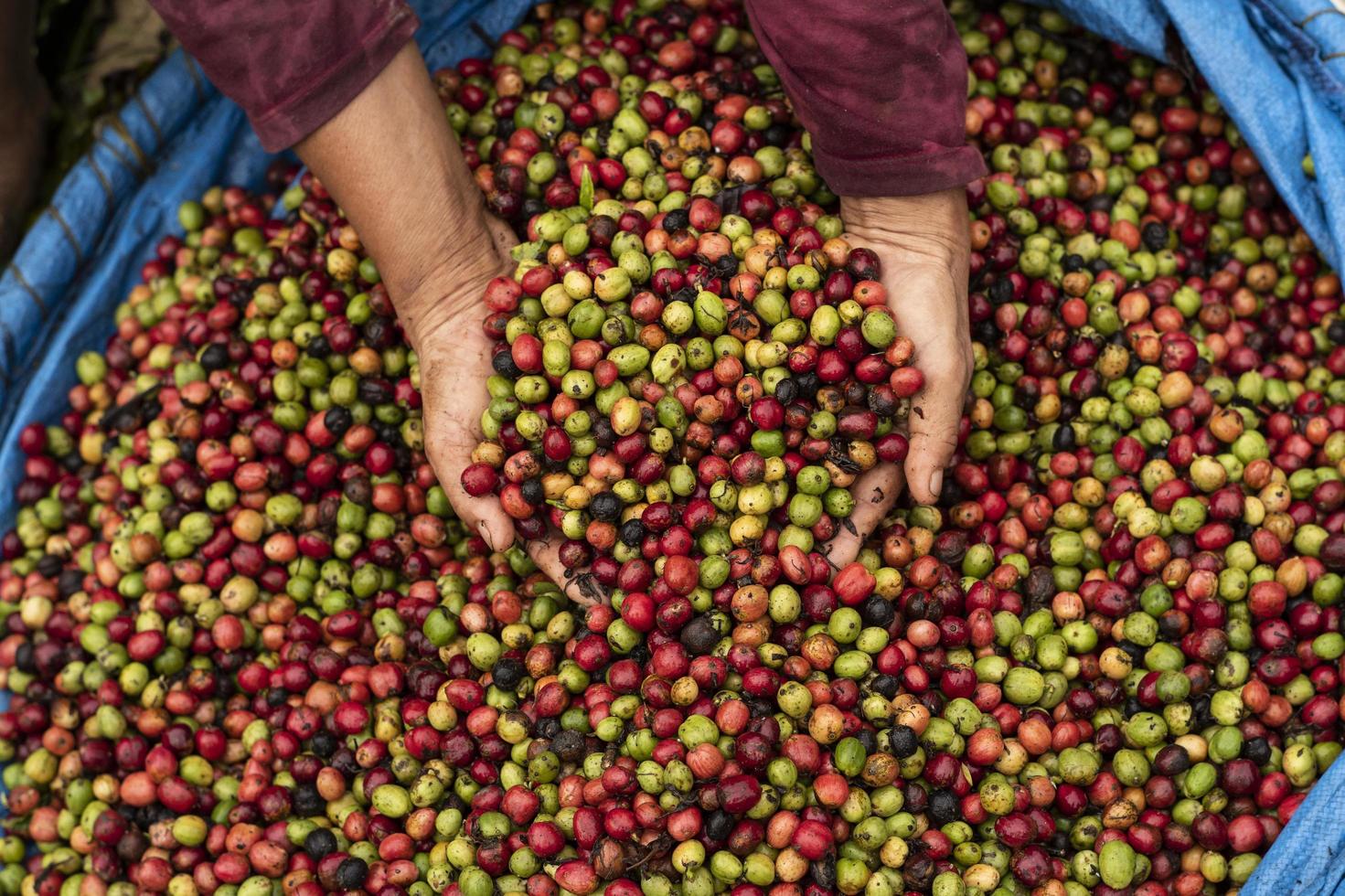 fondo de la granja de café foto