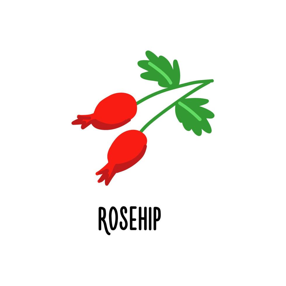 Isolated vector illustration of rosehip with white background. Flat design