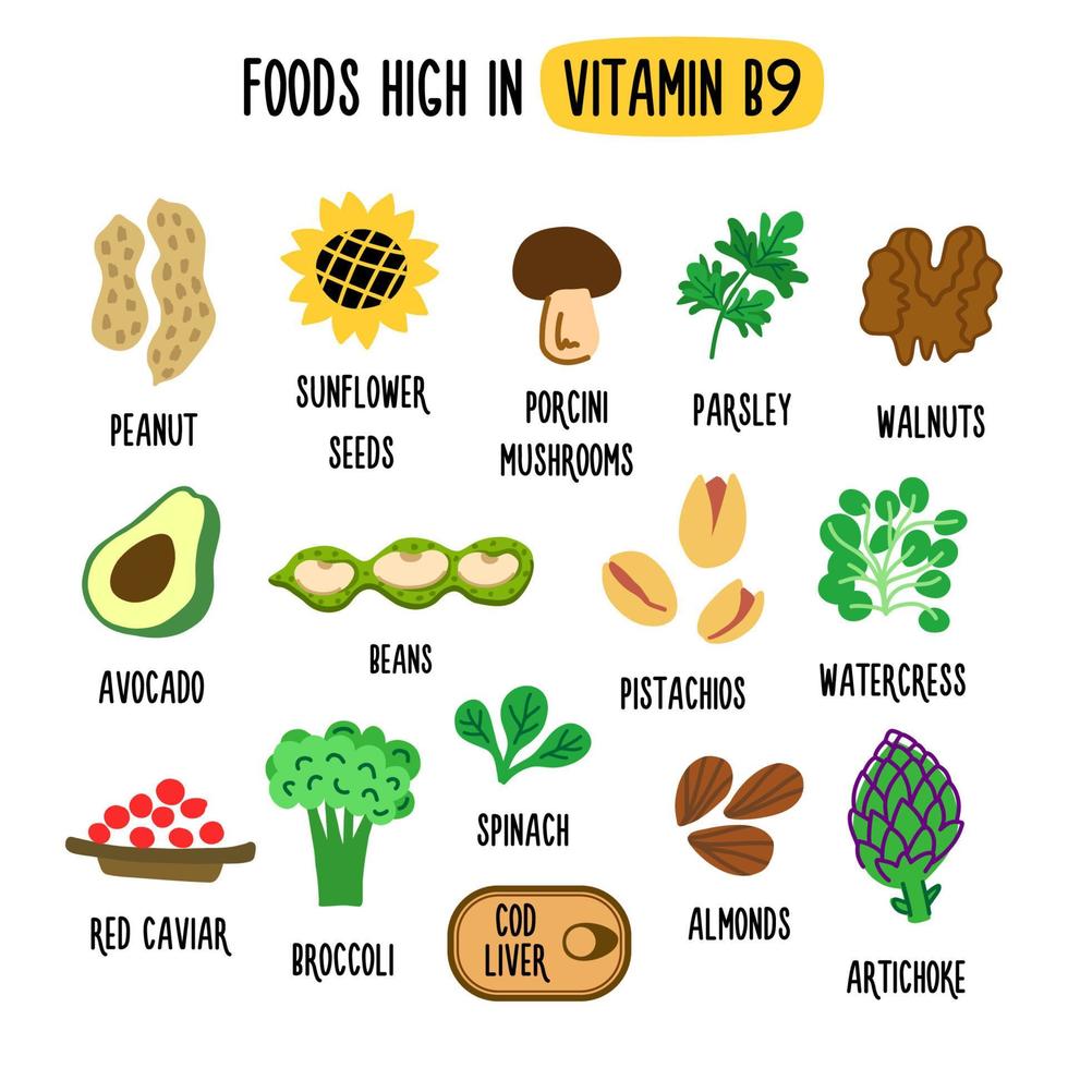 Food with a high content of vitamin B9. Vector image. Healthy food products rich in vitamins and nutrients