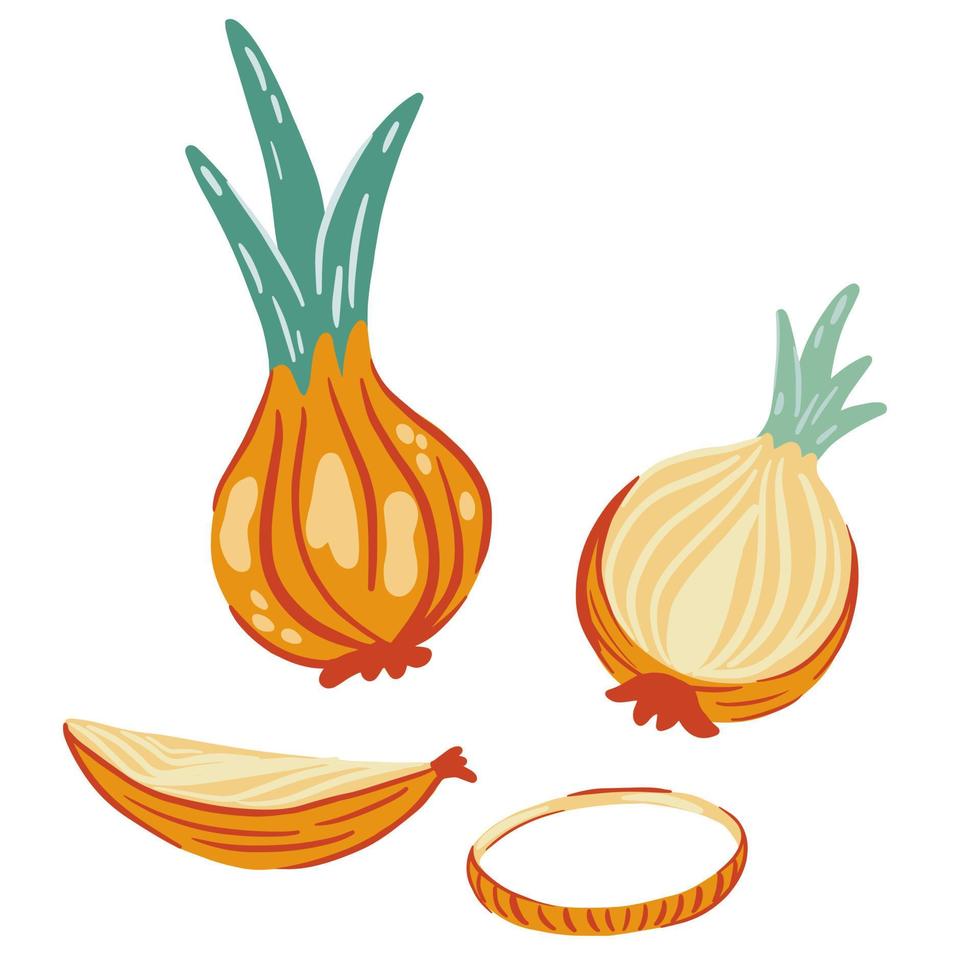 Onion. Whole onion and cut onion, rings and slices. Fresh vegetables from the farmer market. Vector cartoon illustration isolated on the white background.