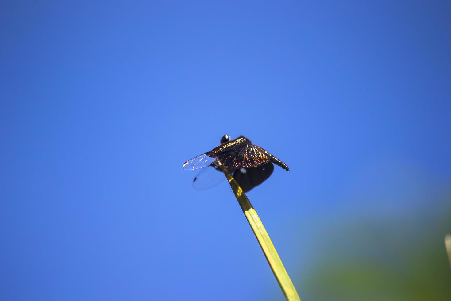 A beetle perched on a branch photo