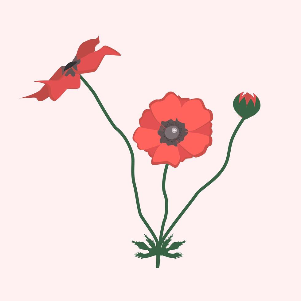 ilustración de flor de amapola roja, jardín de verano. flor silvestre vector