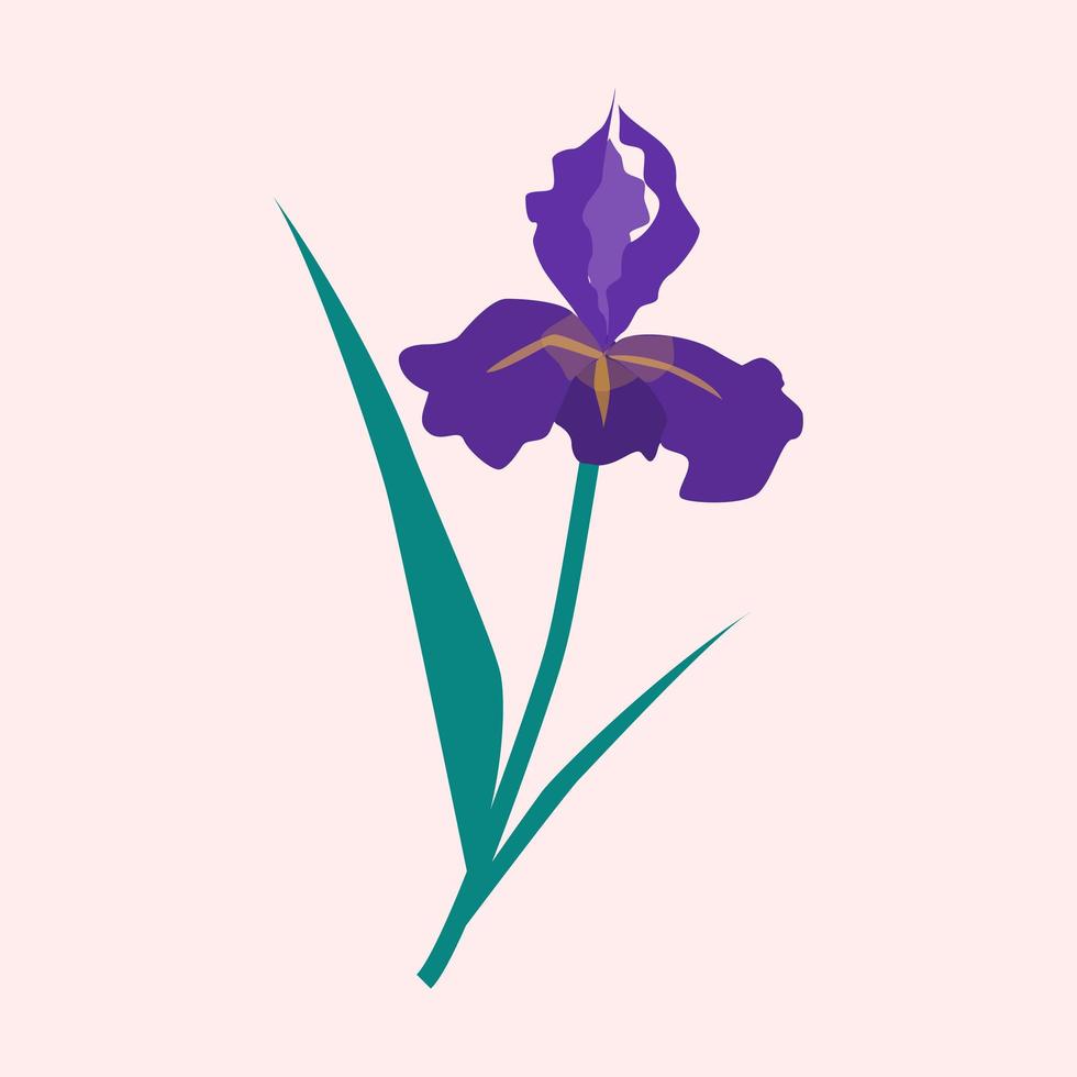 ilustración de flor de ris púrpura, jardín de verano o primavera vector
