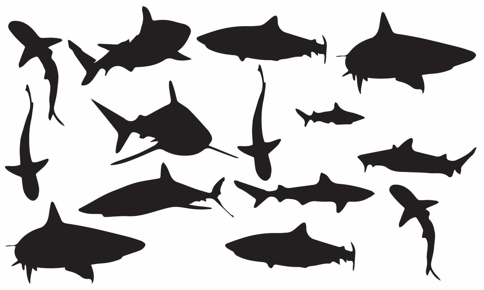 vector illustration design of sharks predator silhouettes black and white background collection