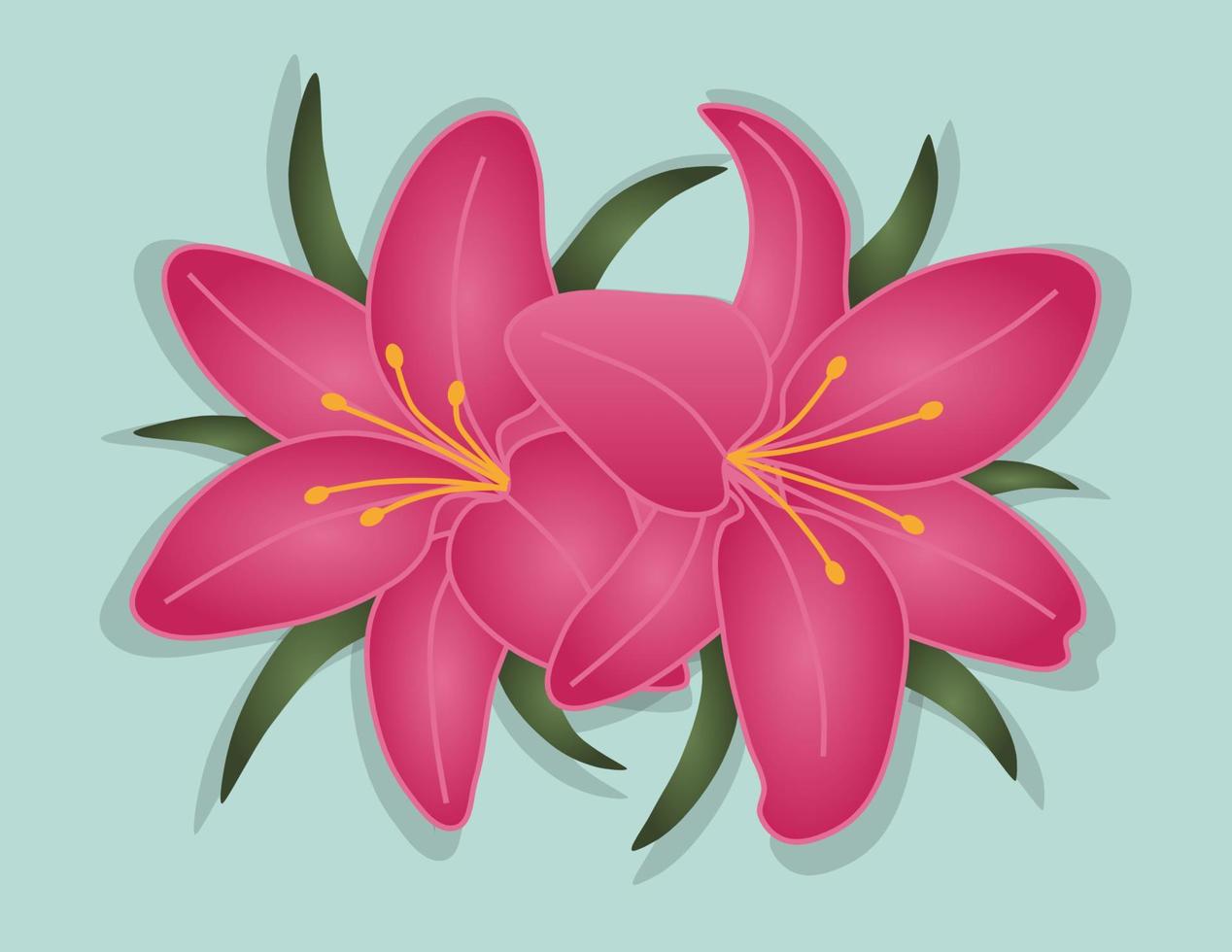 Pink Lily Flowers vector