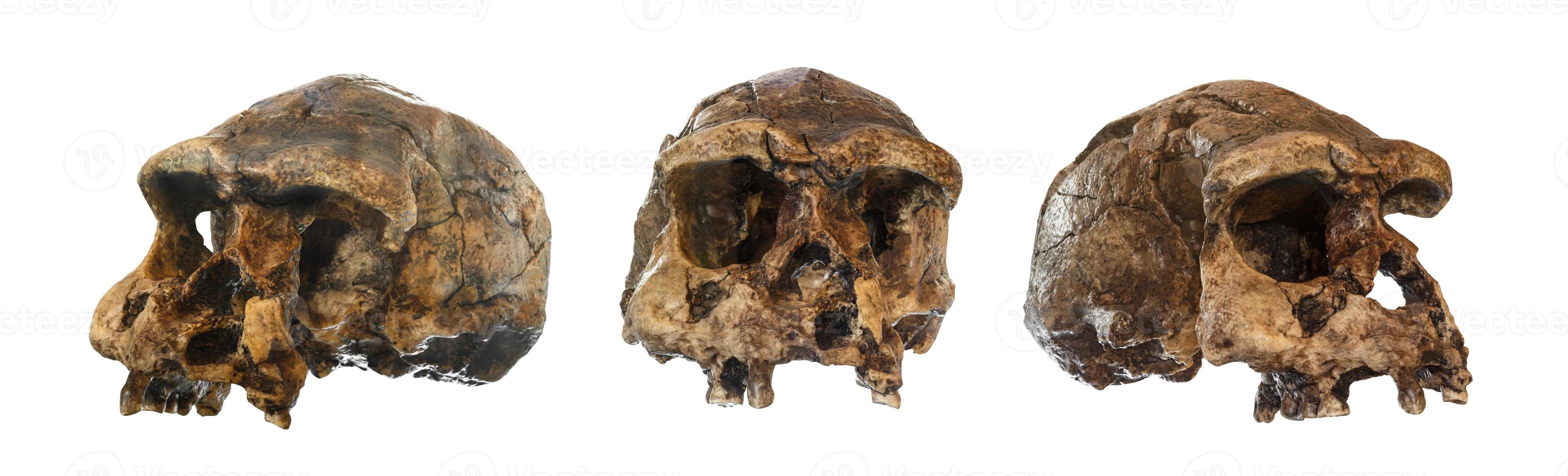 Set of Homo erectus skull . Discovered in 1969 in Sangiran , Java , Indonesia . Dated to 1 million years ago .  front . side . oblique view photo