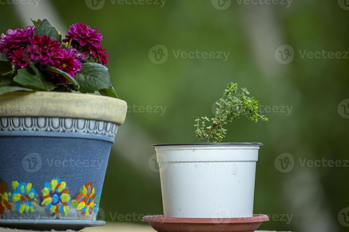 Outdoor flower pots for small garden, patio or terrace, close up. photo