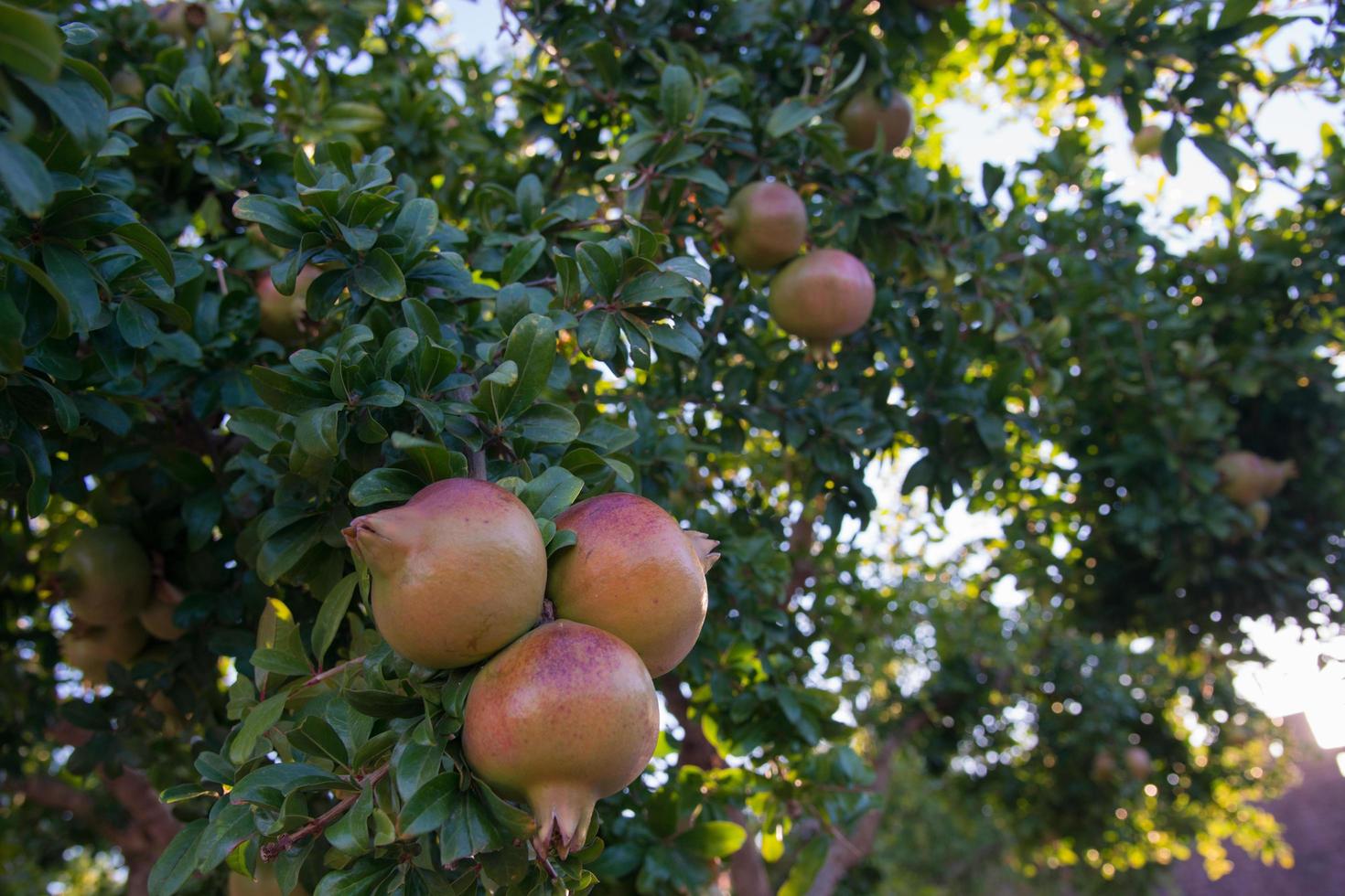 Close up of beautiful pomegranate fruits on the tree. Summer at Portugal photo