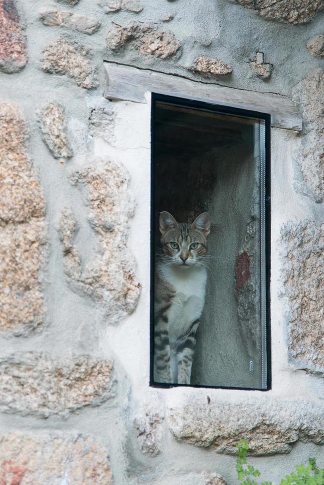 Cute cat looking to the camera through a window from inside a house. Warm home concept. Portugal photo