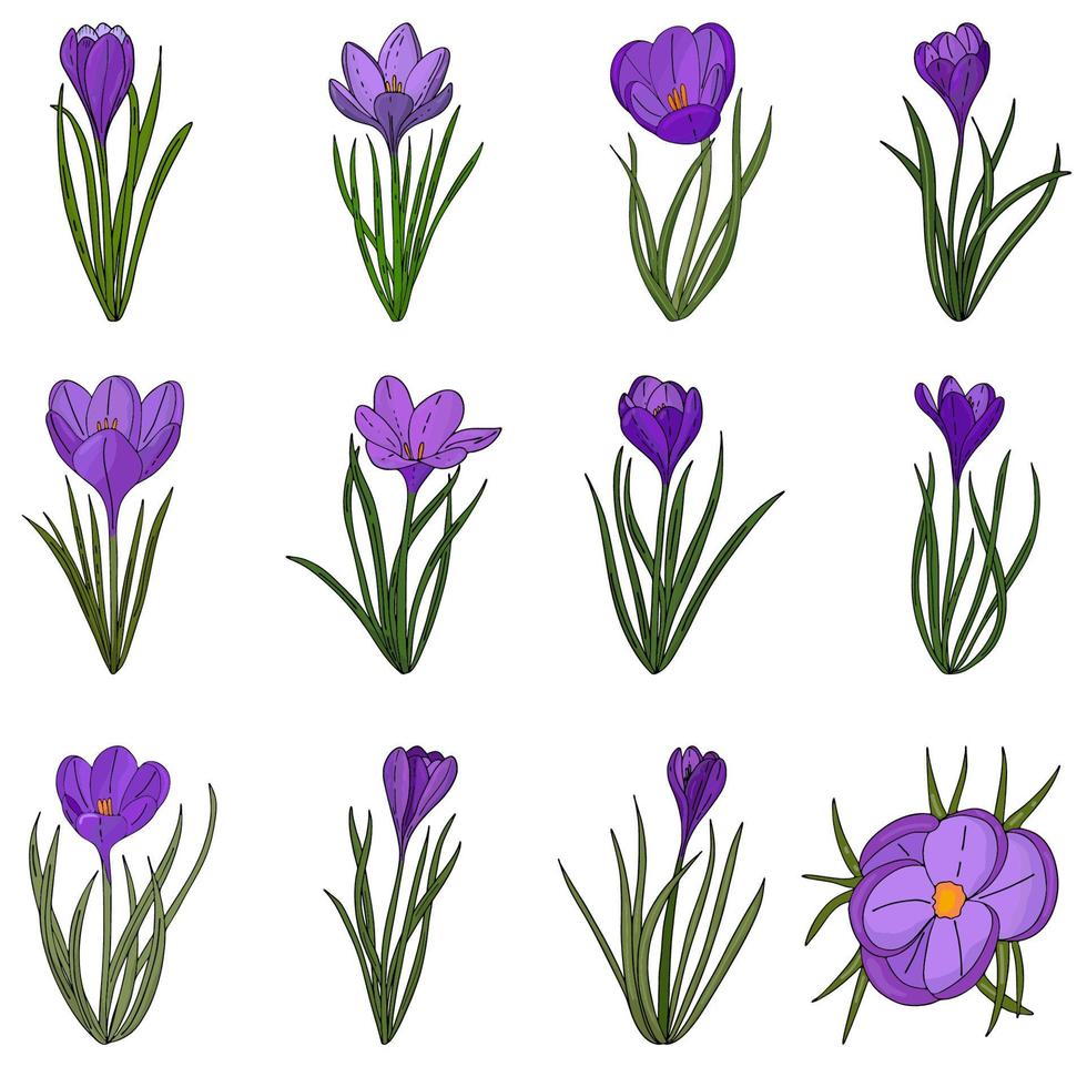 Set of lilac crocuses with green leaves.The first Spring flowers.Vector illustration vector