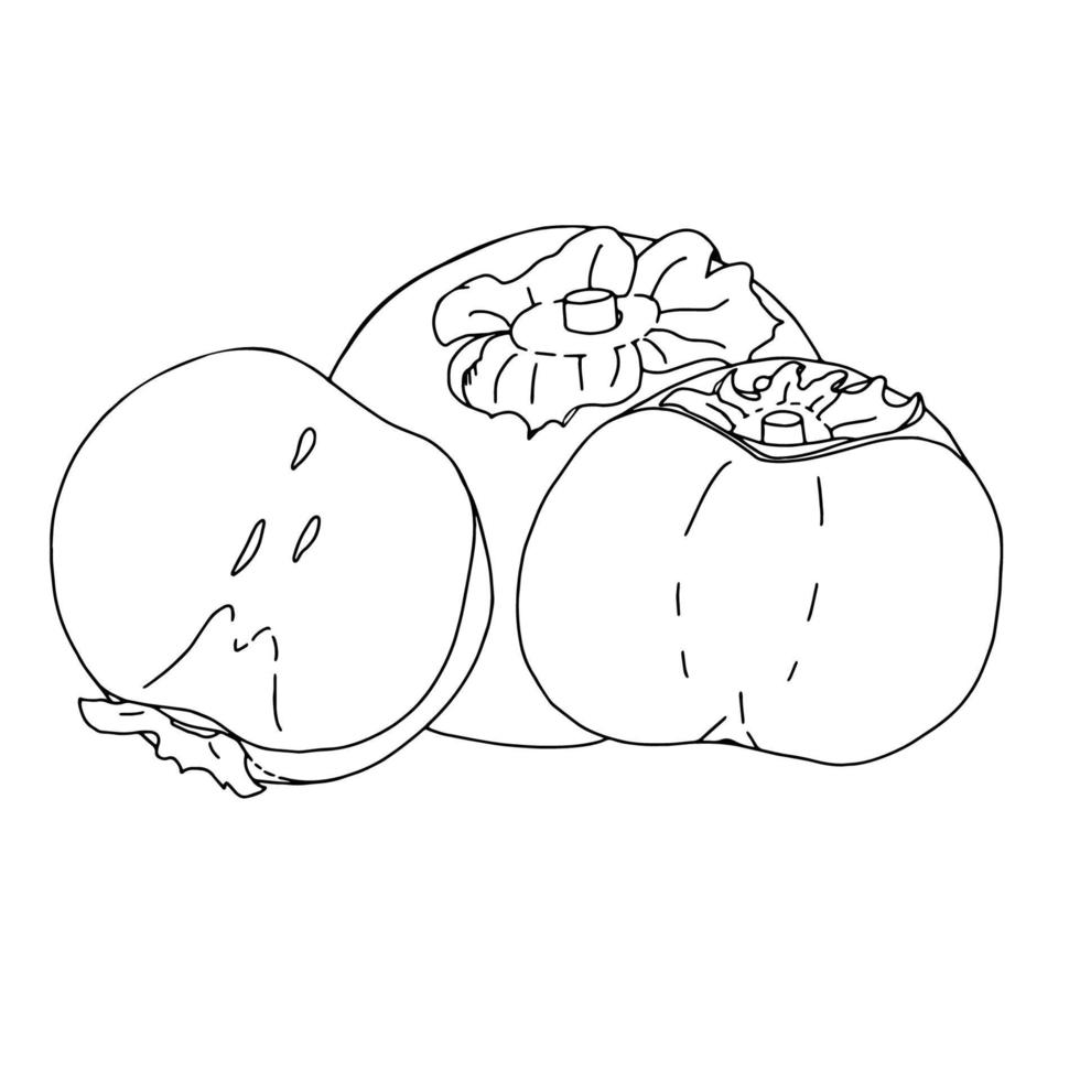 Persimmon outline drawing.Black and white image of a fruit in the Doodle style.Whole and sliced fruit.Coloring.Vector image vector