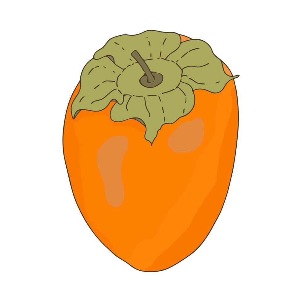 Persimmon orange fruit.Whole and sliced fruit.Doodle style.Vector image. vector