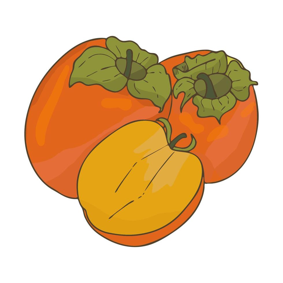 Persimmon orange fruit.Whole and sliced fruit.Doodle style.Vector image. vector