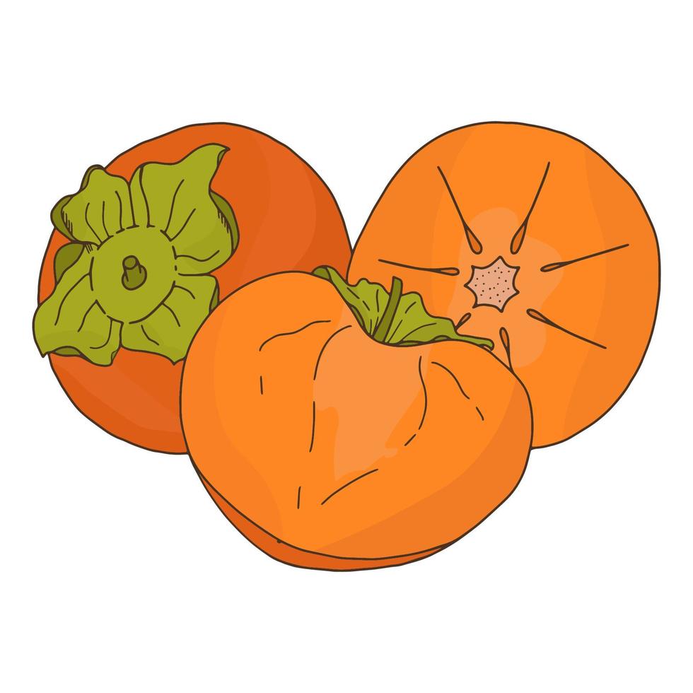 Persimmon orange fruit.Whole and sliced fruit.Doodle style.Vector image. vector
