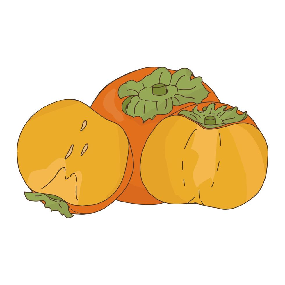 caqui naranja fruit.whole y en rodajas fruit.doodle style.vector image. vector