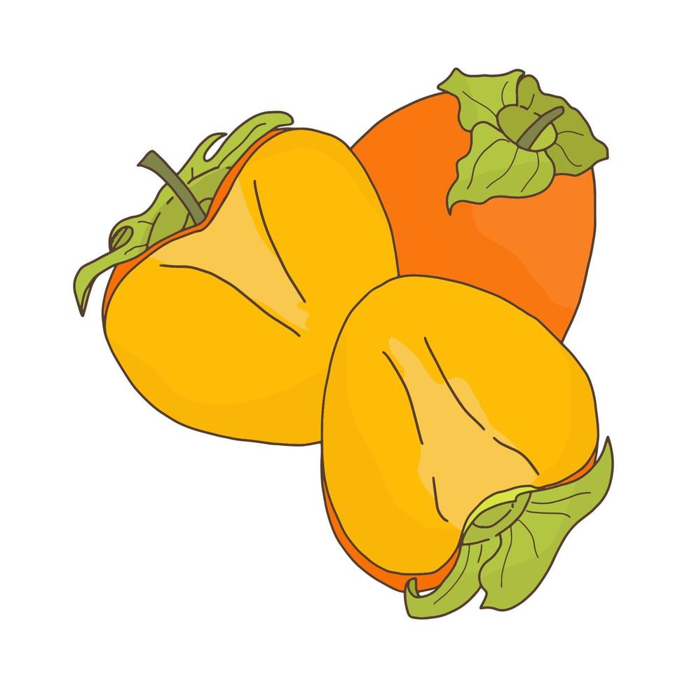 caqui naranja fruit.whole y en rodajas fruit.doodle style.vector image. vector