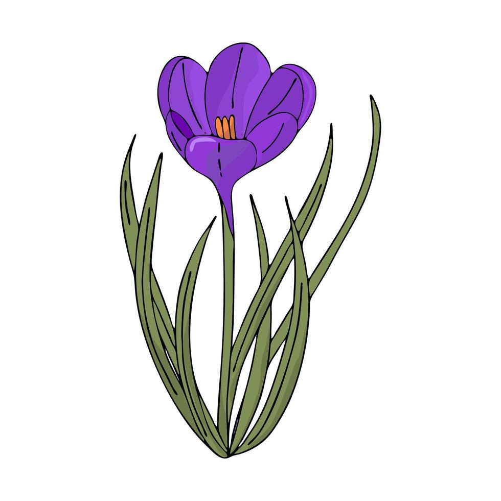 crocus crocus sketch.the first spring flowers in the doodle style.purple flowers.floristics para decoración, postales, bodas, cumpleaños.ilustración vectorial vector