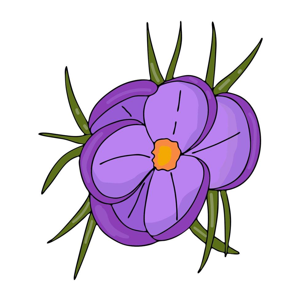 Crocus outline drawing.The first spring flowers in the Doodle style.Purple flowers.Floristics for decoration, postcards, weddings, birthdays.Vector illustration vector