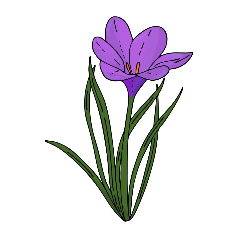 Crocus outline drawing.The first spring flowers in the Doodle style.Purple flowers.Floristics for decoration, postcards, weddings, birthdays.Vector illustration vector