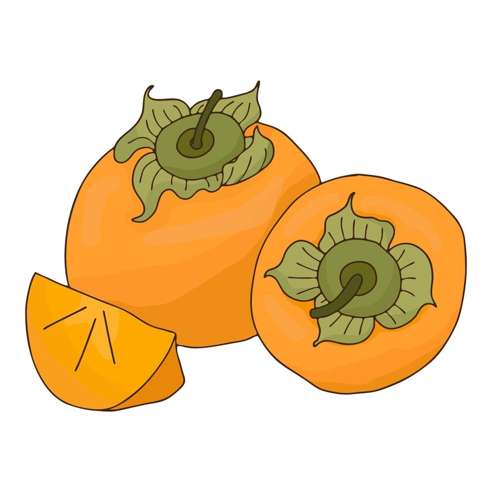 Persimmon orange fruit.Whole and sliced fruit.Doodle style.Vector image. vector