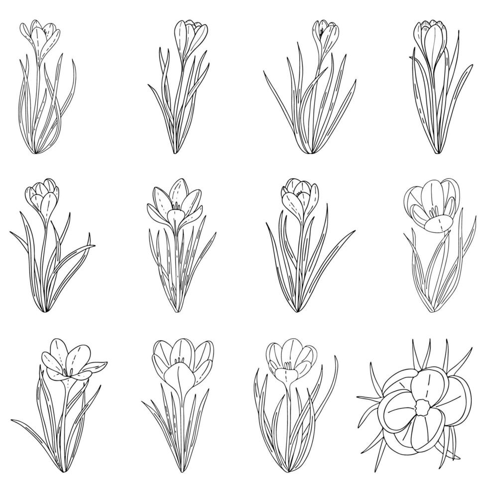 A set of manual contour crocuses.Black and white image.The first Spring flowers.Vector illustration vector