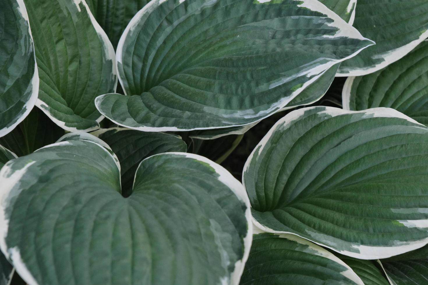 closeup of decorative hosta plant big and green leaves with beautiful pattern and texture in the summer garden outdoors photo