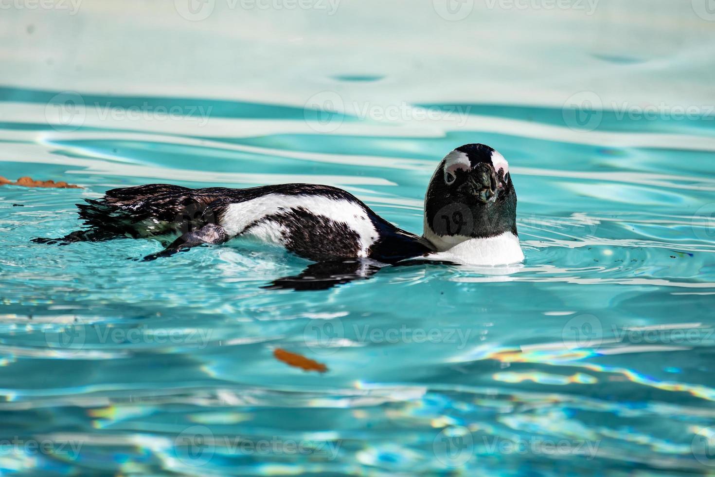 African penguin. Bird and birds. Water world and fauna. Wildlife and zoology. photo