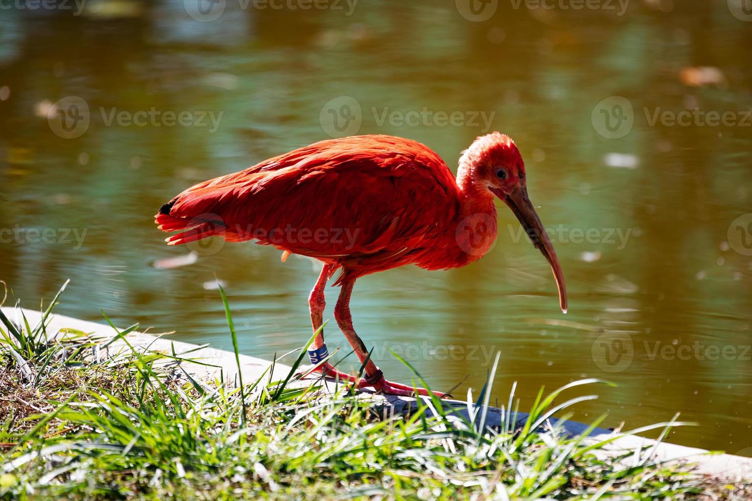 Scarlet ibis. Bird and birds. Water world and fauna. Wildlife and zoology. photo