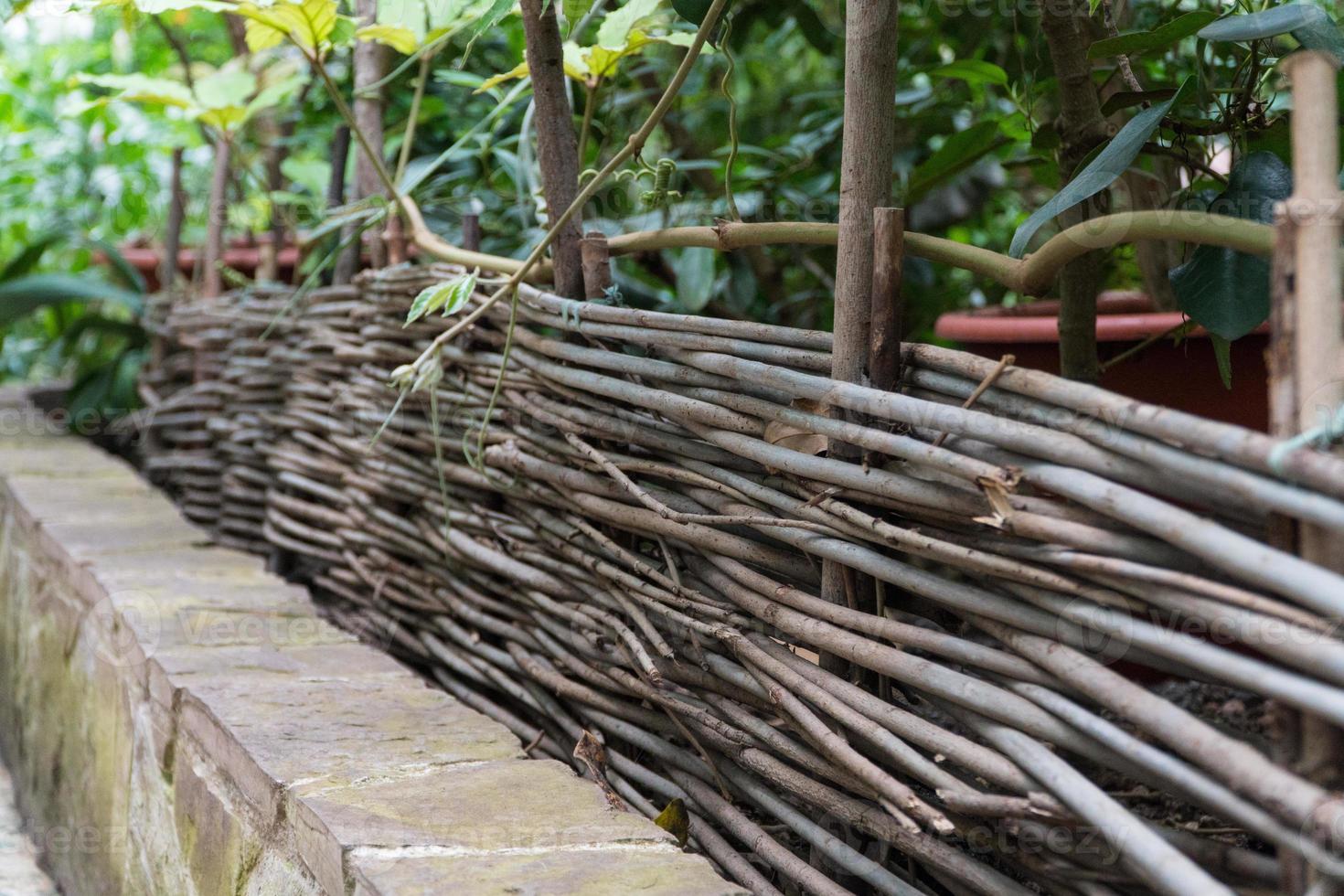 wicker fence in a decorative greenhouse. tropical orangery photo
