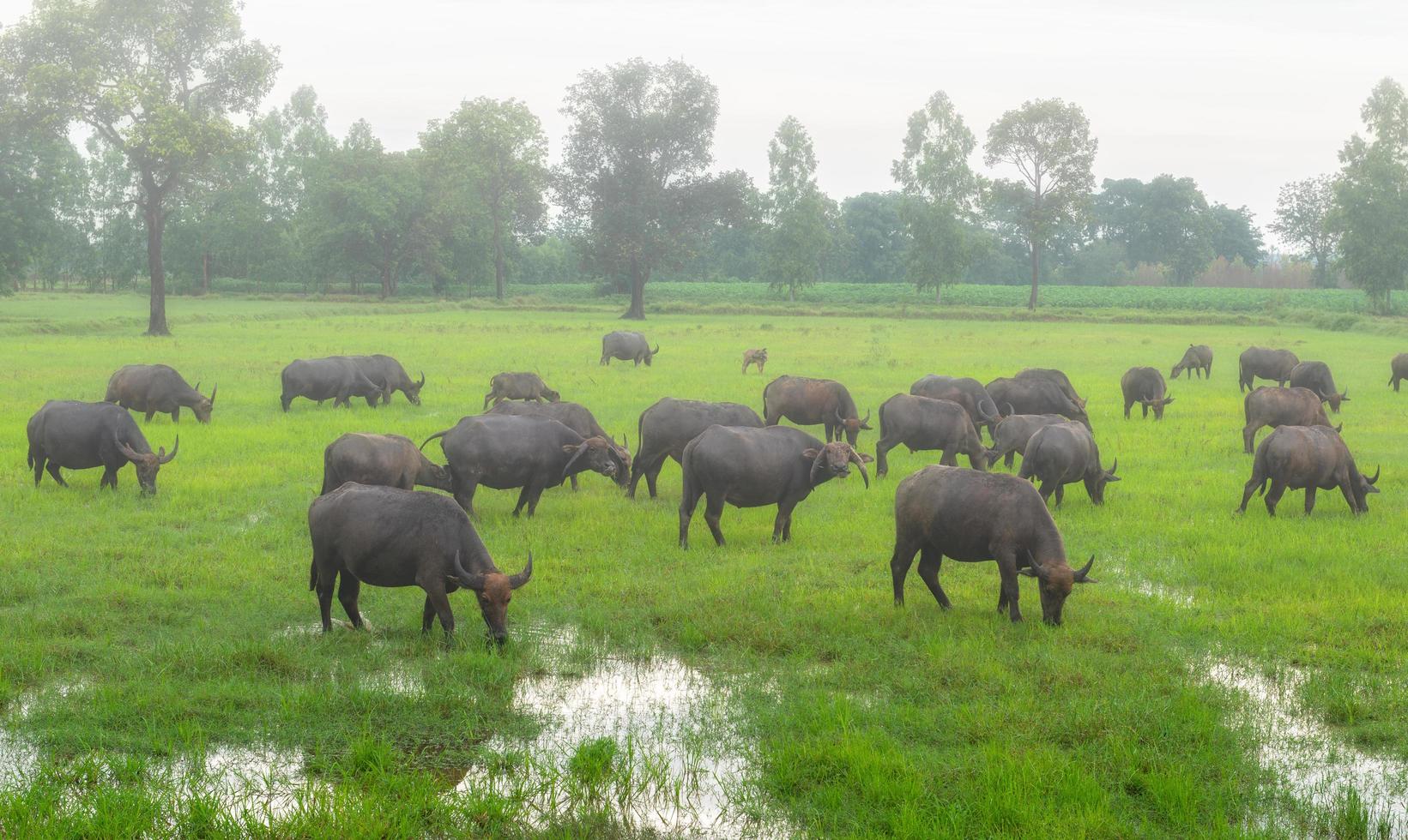 Fog in the morning with the buffalo herds in the country's rural Thailand. photo