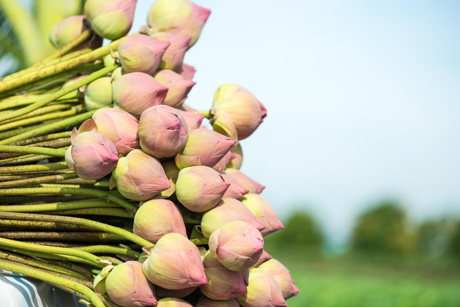 los agricultores cosecharon la recolección de capullos de flores de loto en la granja de lotos foto
