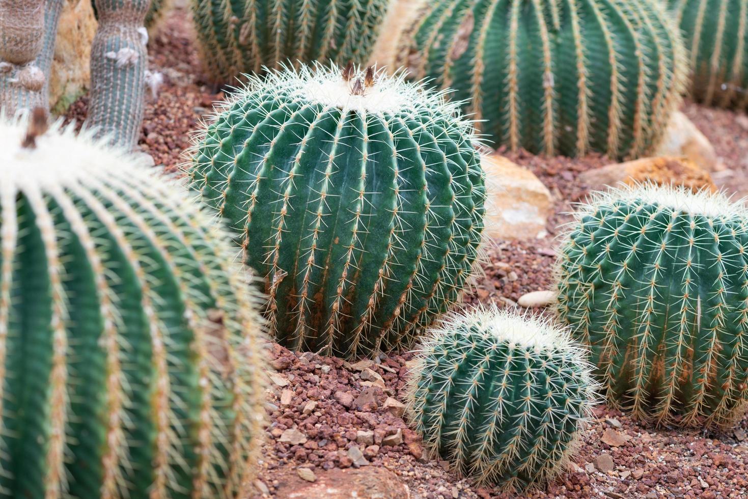 hermoso cactus sobre fondo de guijarros y arena dentro del invernadero foto