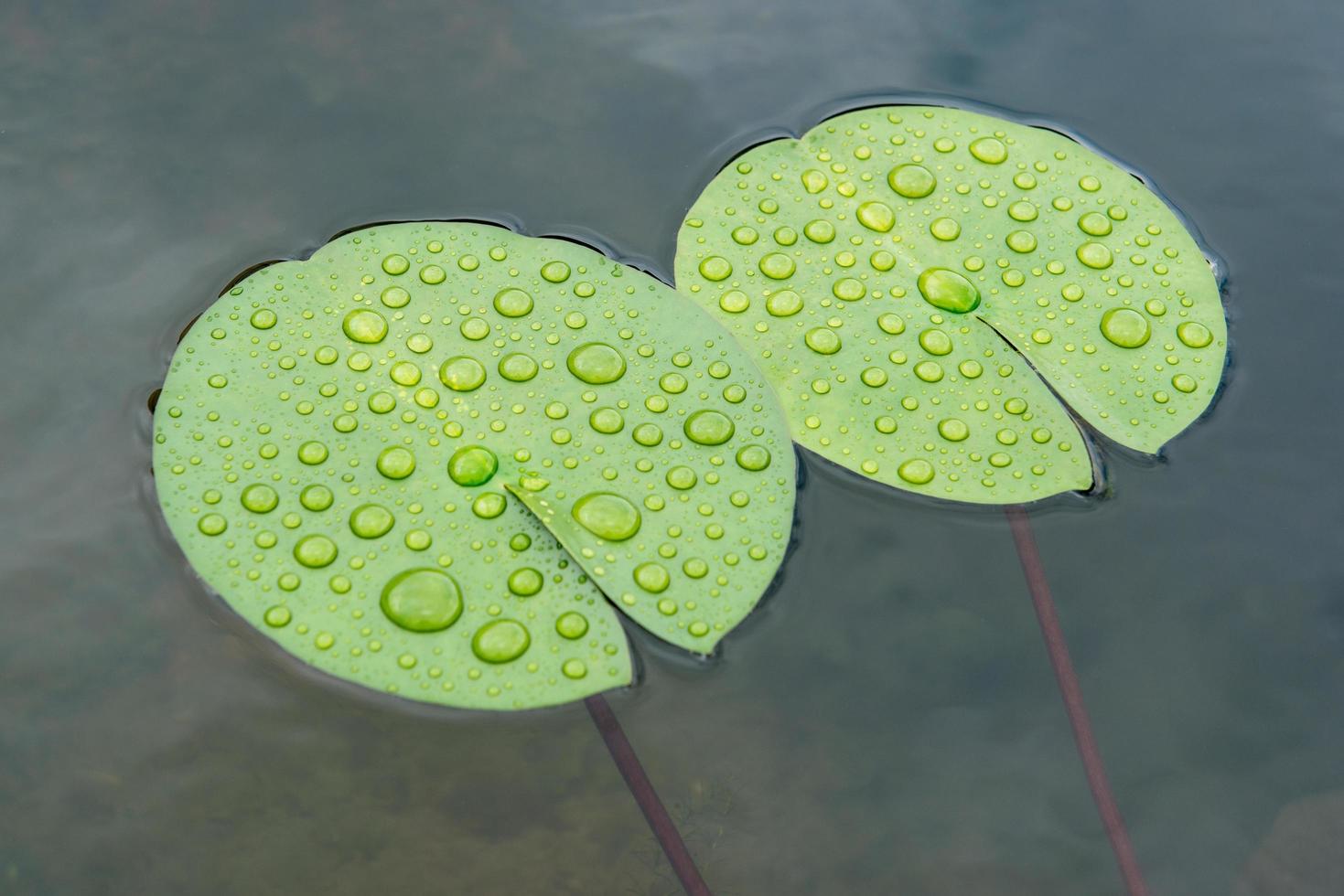 gotas de hoja de loto foto