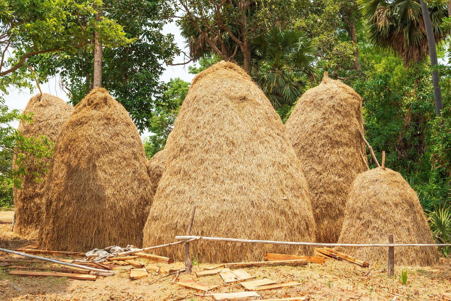 Rice straw is part of remaining after harvesting, the rice is useful in many ways and used as an essential raw material for the production of other agricultural. photo