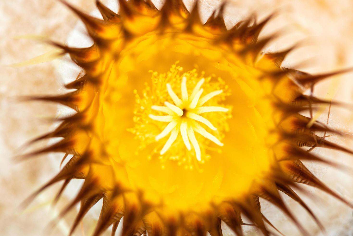 Closeup cactus on pebble and sand background inside the greenhouse photo