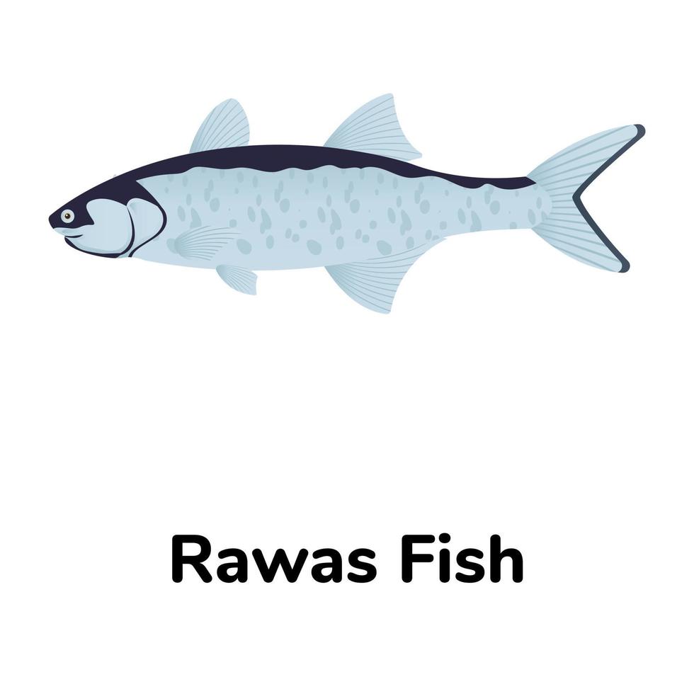 A freshwater fish flat icon vector