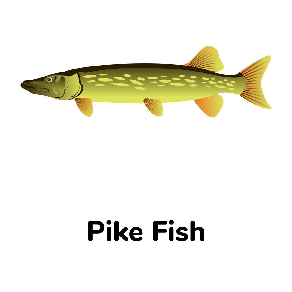 A freshwater fish flat icon vector