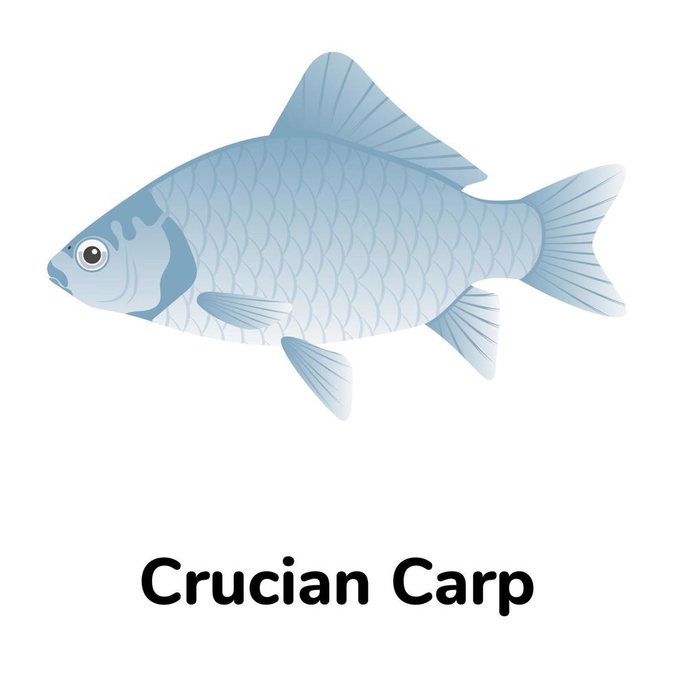 A freshwater fish flat icon vector